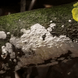 velvetysociableduckbillplatypus-size_restricted.gif
