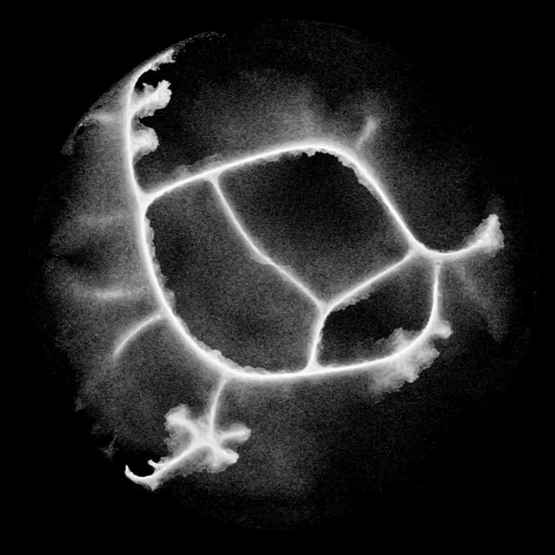 network_2.gif