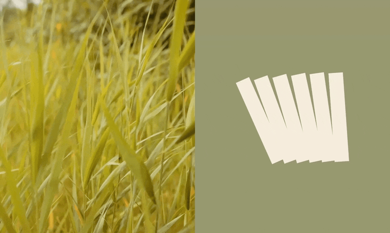 knokke_heist_shapes.gif