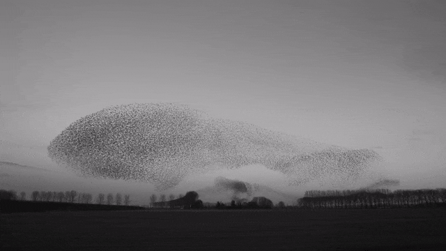 Murmuration