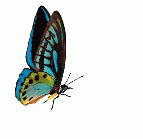 d50ab17486f6b16899ea70898e858105.gif