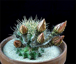 tumblr_np7rqscsu81r4uhhfo3_250.gif