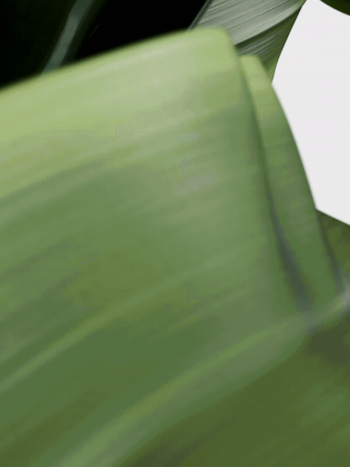 zunc_studio_smythson_bag_in_leaves_3x4.mp4_500px_hq_25fps_.gif?rlkey=0xjnx69tgq1hg2i2k4o3rq439-dl=0