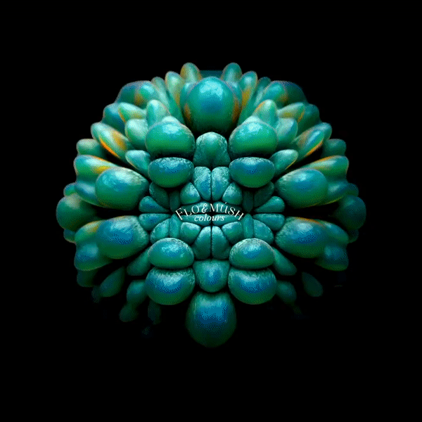 Flo & Mush – Alexander Zakharov