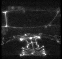 morphogenesis_dlg-1gfp-3d-projection-l3-l4.gif