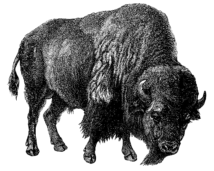 bison.gif